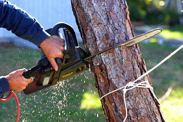 Professional Tree Services in Castle Rock, CO