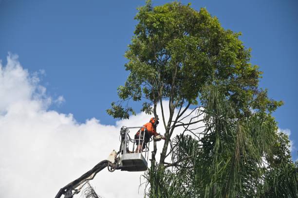 Best Root Management and Removal  in Castle Rock, CO