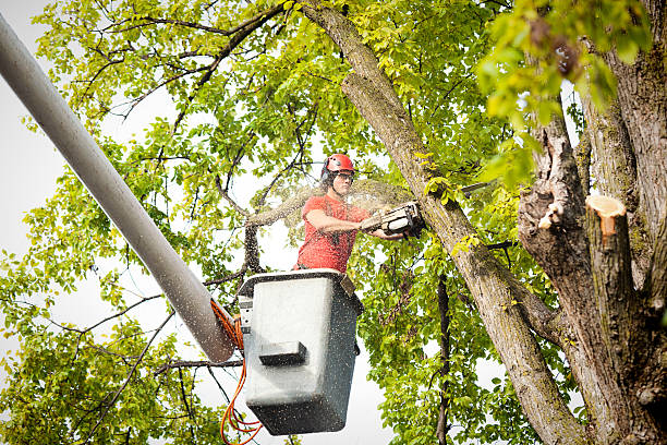 Best Palm Tree Trimming  in Castle Rock, CO