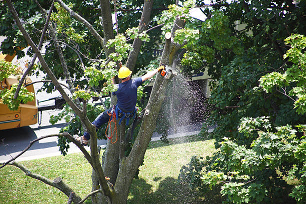 Pest Control for Lawns in Castle Rock, CO