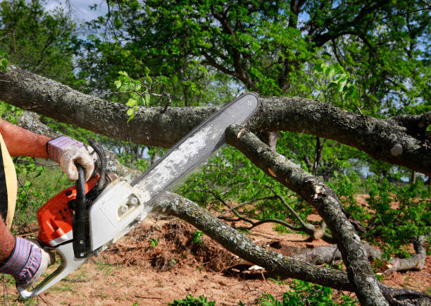 Best Tree Mulching  in Castle Rock, CO