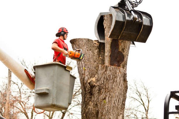 Best Tree Maintenance Programs  in Castle Rock, CO